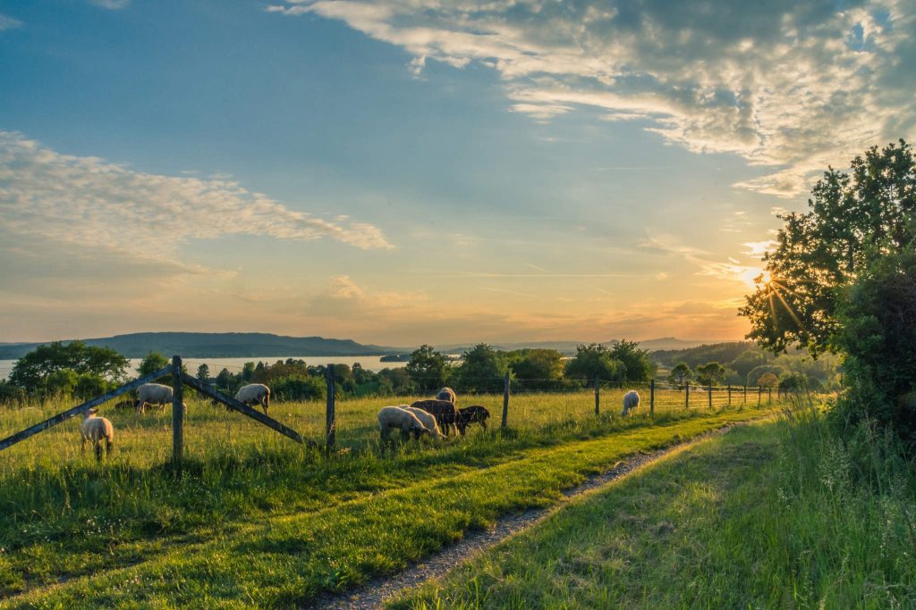 Sunsetting on ranch land